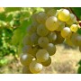 CHATEAU NEUF DU PAPE MAISON TRINTIGNANT BLANC AOC 2019  - 8